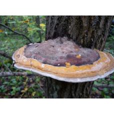 Мицелий Трутовика окаймленного / Трутовик сосновый (Fomitopsis pinicola)